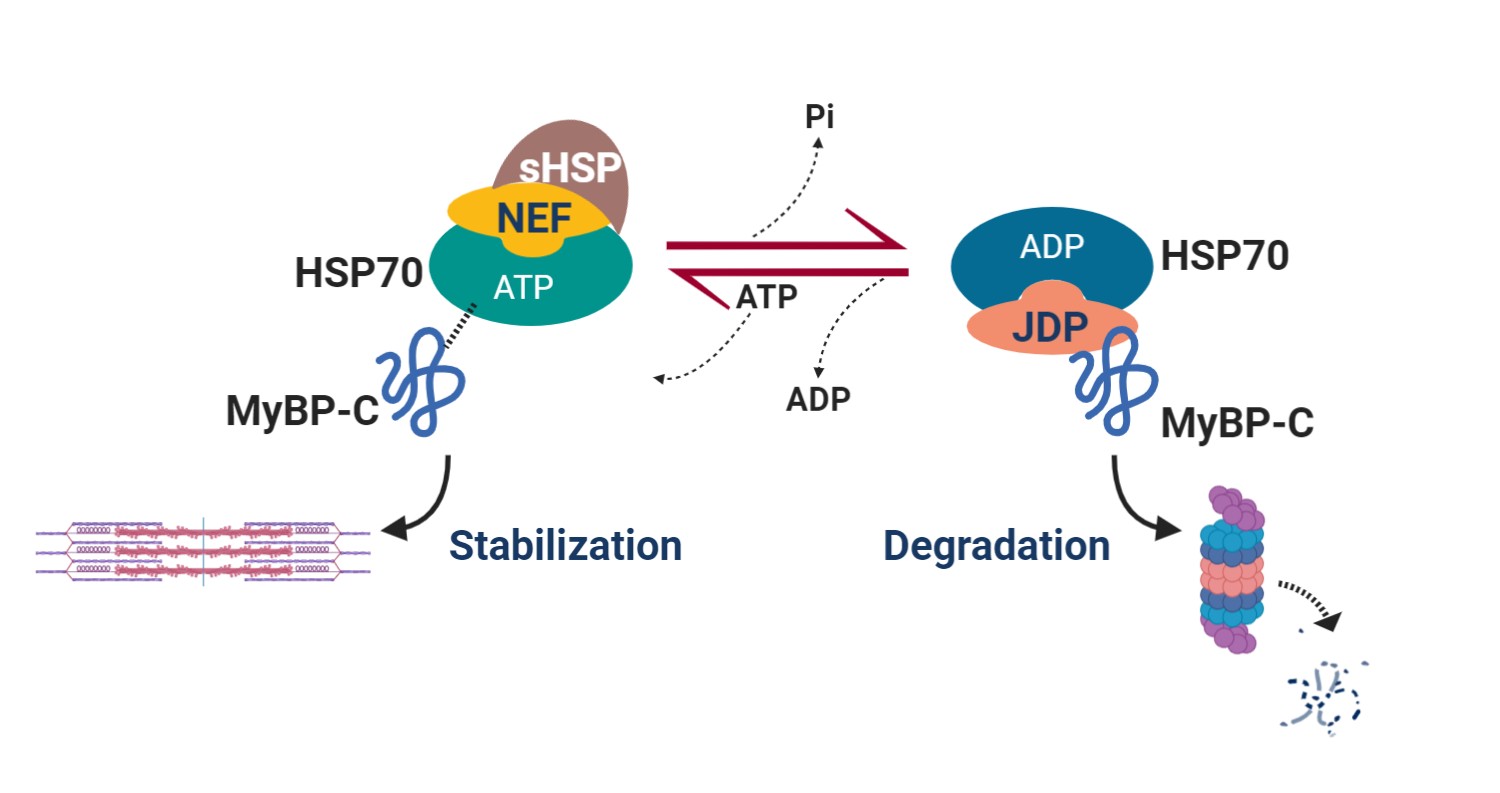 Illustration of HSP 70 cycle